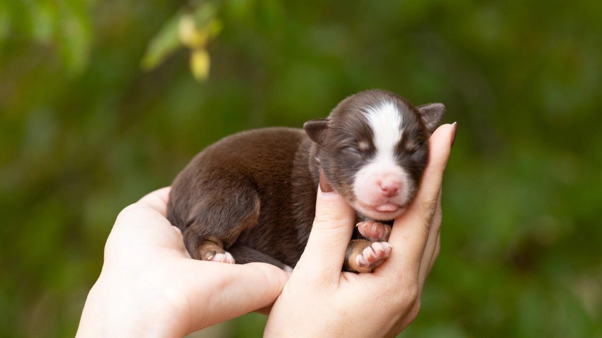 Belona, chiot Berger Américain Miniature femelle miniature au pelage rouge tricolore