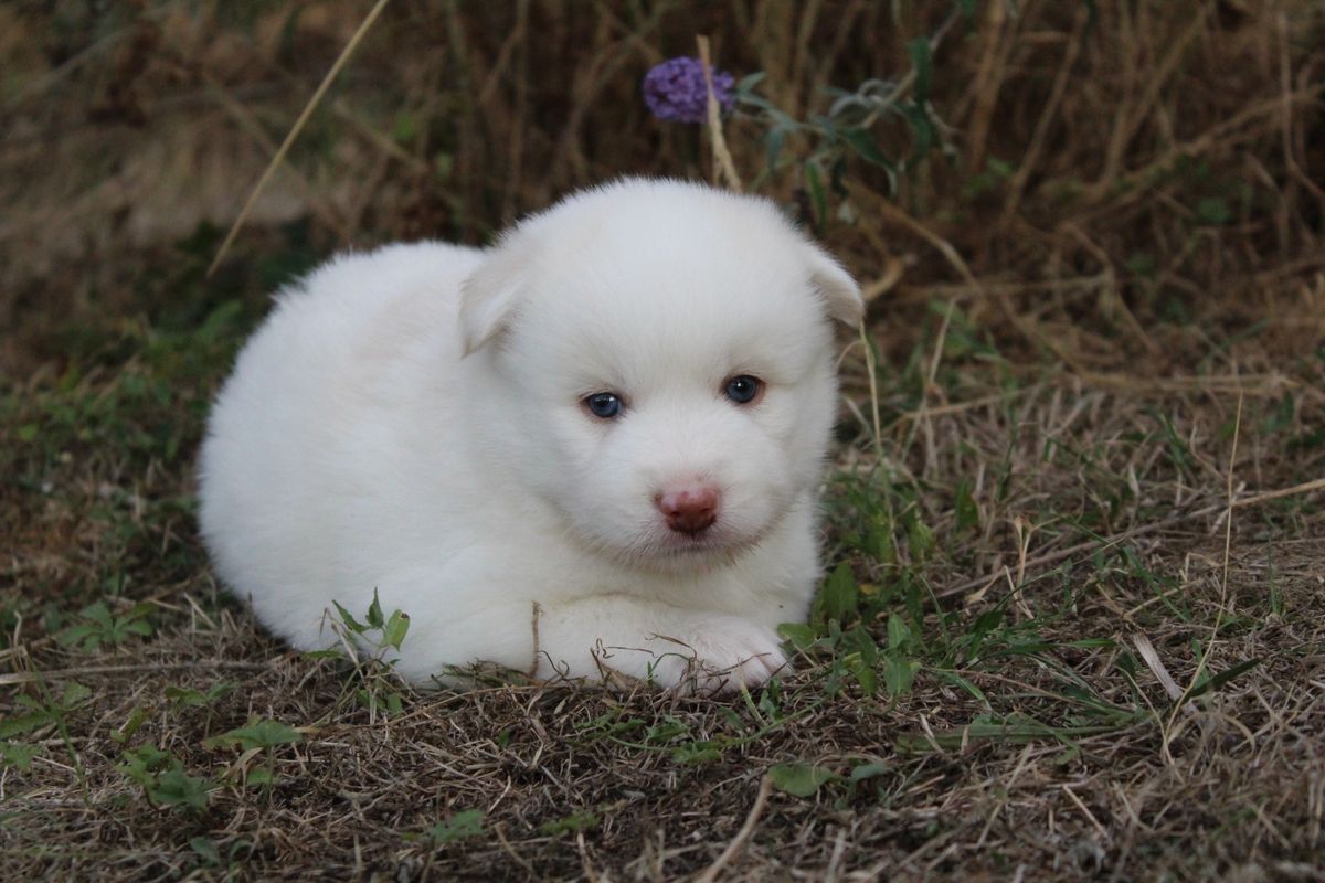 BALOO, chiot Pomsky mâle au pelage blanc