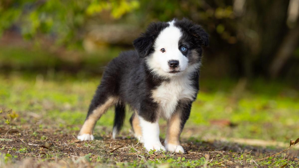 Buck, chiot Berger Américain Miniature mâle miniature au pelage noir tricolore