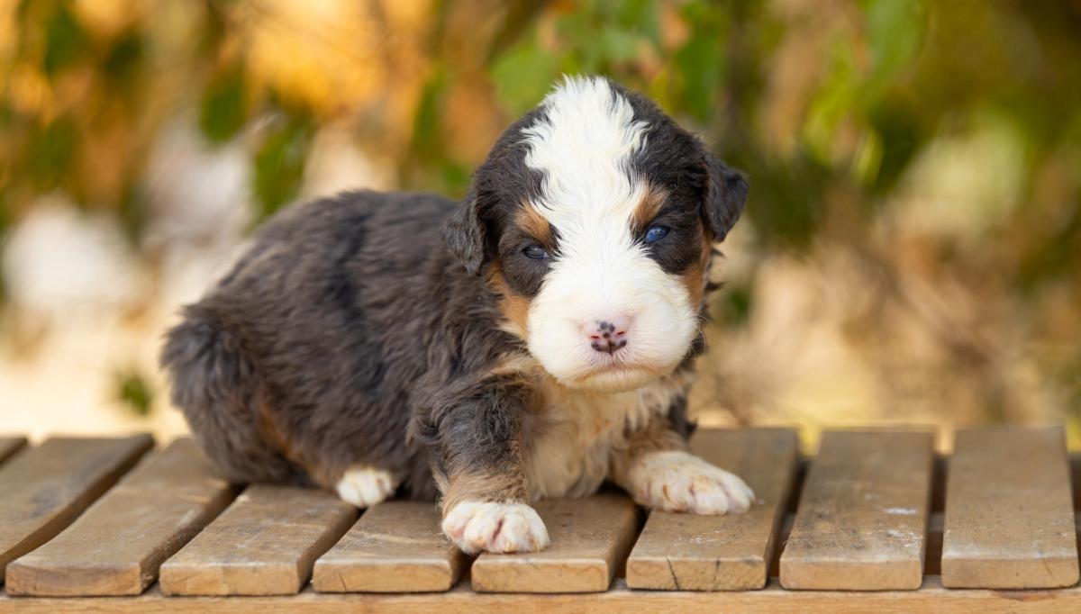 Blue, chiot Bernedoodle mâle medium au pelage bleu merle