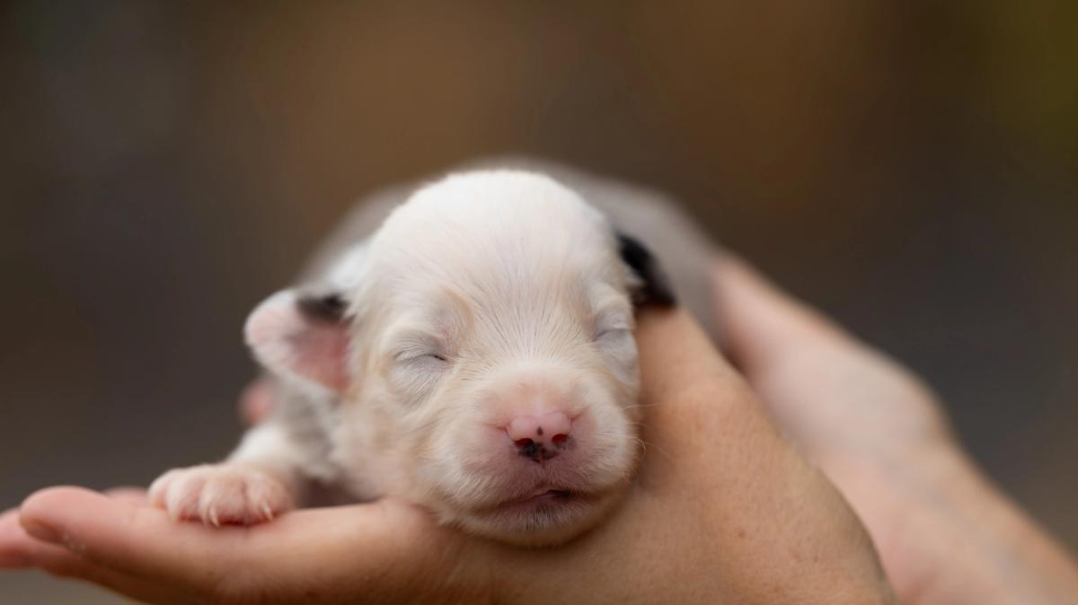 Birdie, chiot mâle miniature au pelage bleu merle