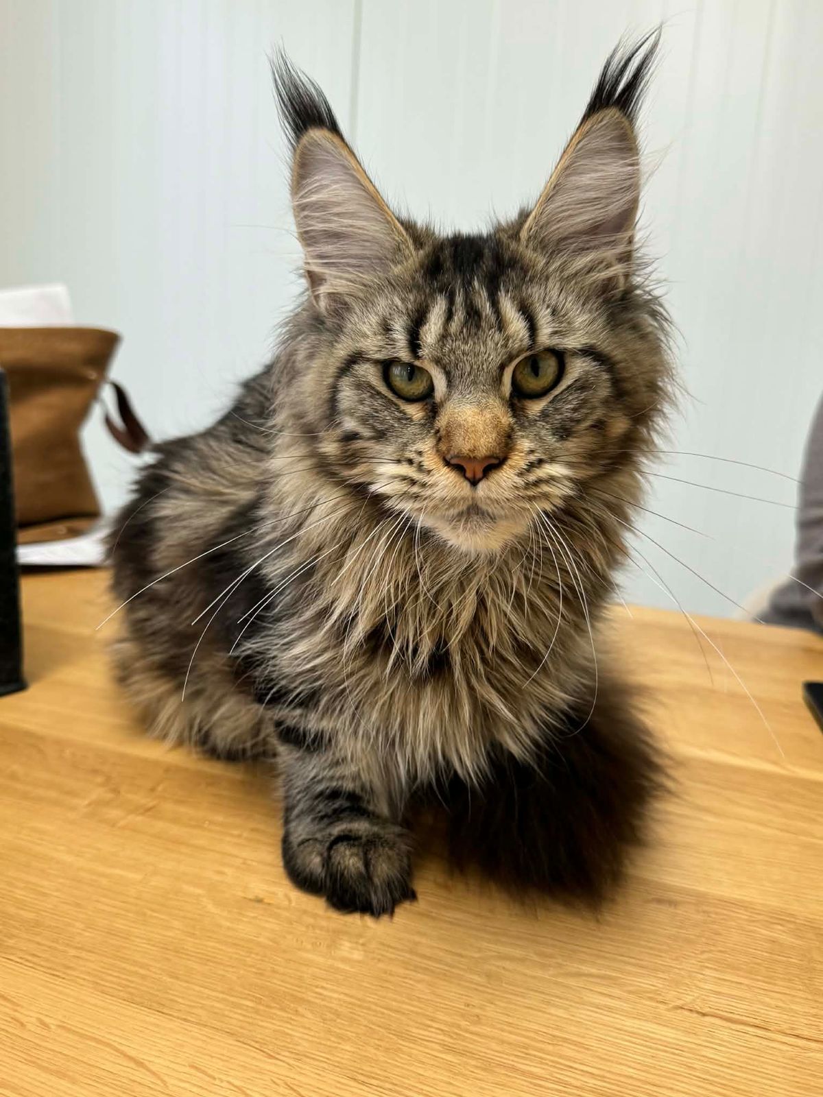 ALBA, Maine Coon femelle reproductrice