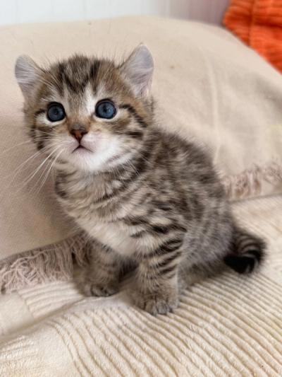 Chaton Highland Lynx tabby aux yeux bleus et aux oreilles recourbées