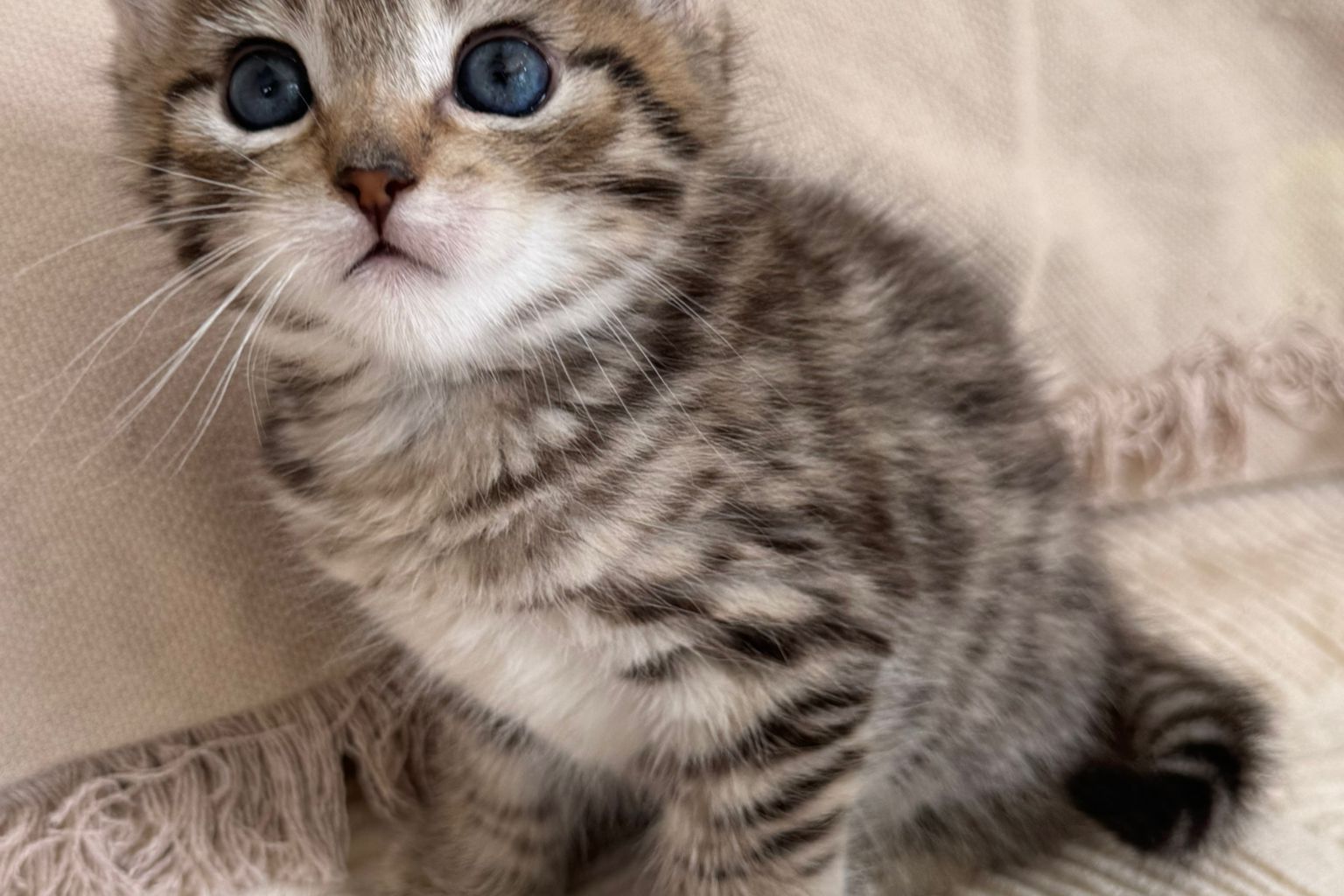 Chaton Highland Lynx tabby aux yeux bleus et aux oreilles recourbées