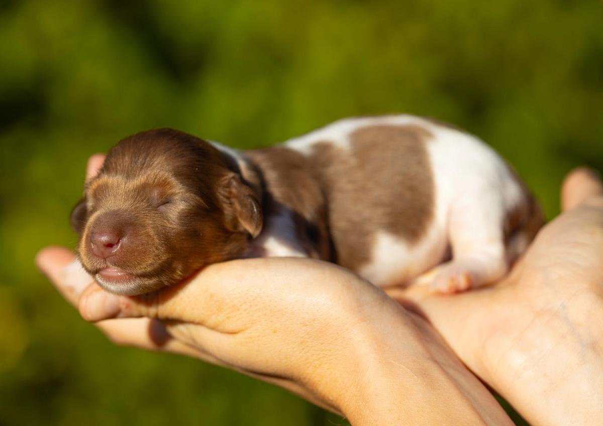 Byron, chiot mâle miniature au pelage pieblald arlequin
