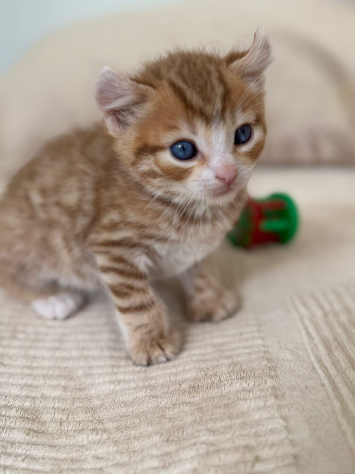 Bazil, mâle Highland Lynx - 2 Mutations : Poly, oreille curl