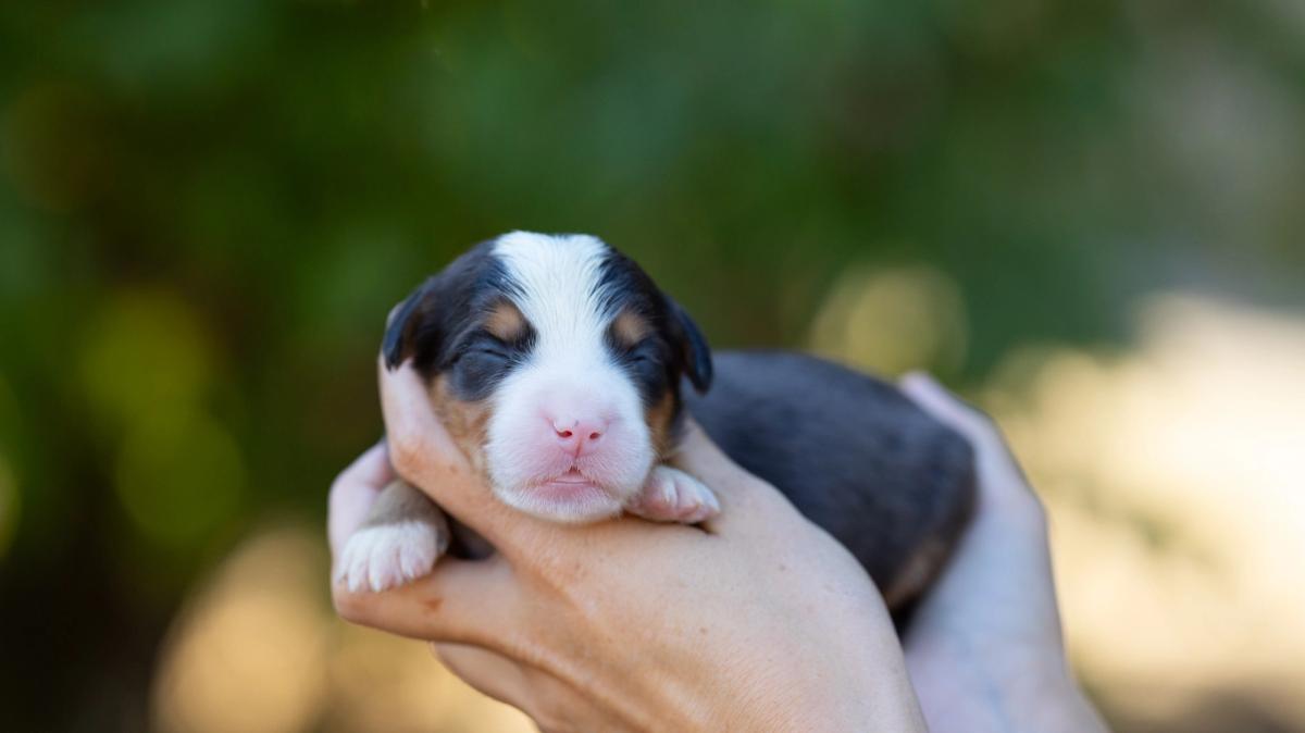 Teddy, chiot mâle medium au pelage bleu merle