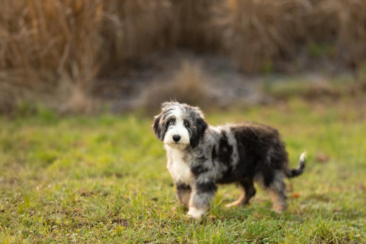 Chiot Bernedoodle mini au pelage bleu merle gris et blanc, debout dans l'herbe