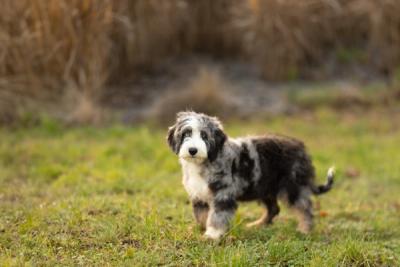 Chiot Bernedoodle mini au pelage bleu merle gris et blanc, debout dans l'herbe