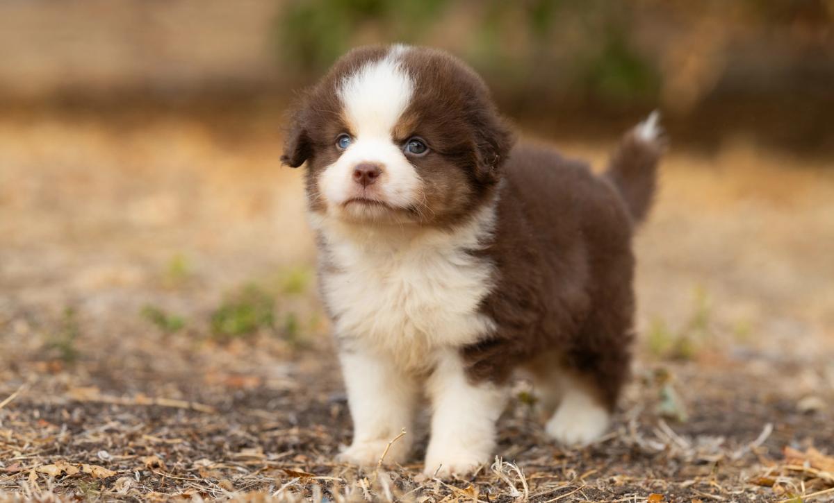Buzz, miniature male Miniature American Shepherd puppy with a red tricolour coat