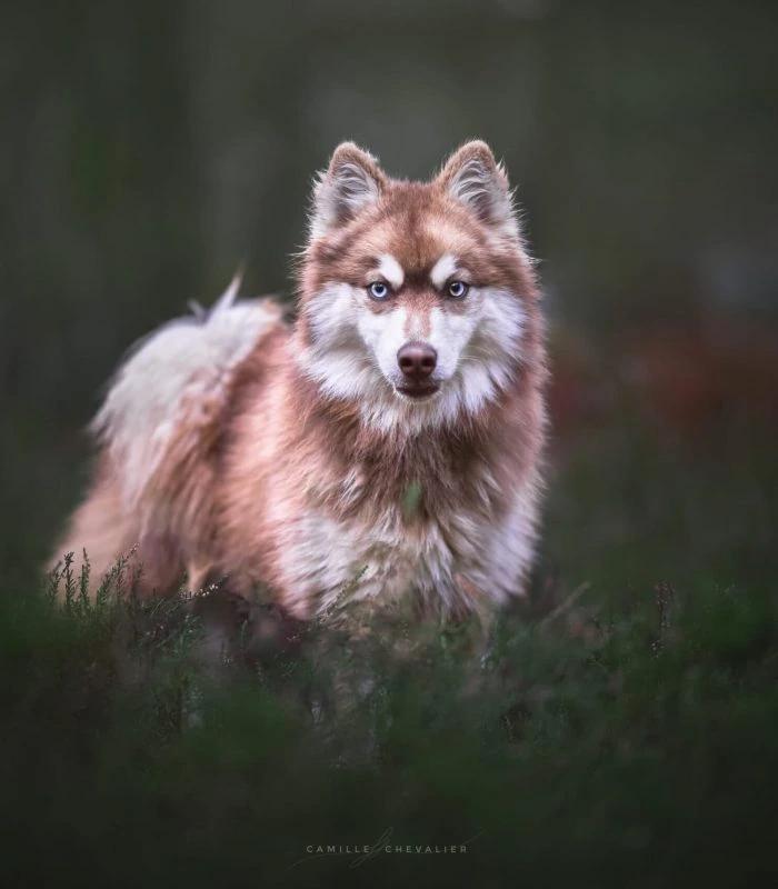 Yukon, a male Pomsky at the Royaume des Galopins kennel