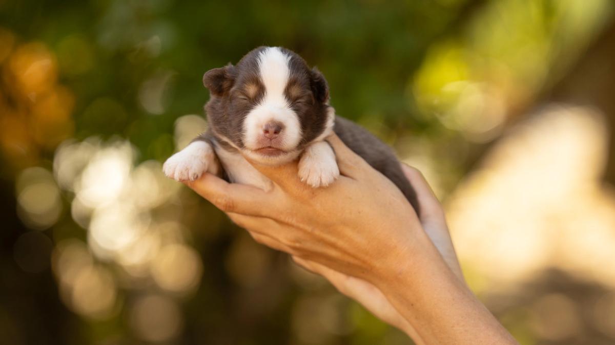 Billie, chiot femelle miniature au pelage rouge tricolore