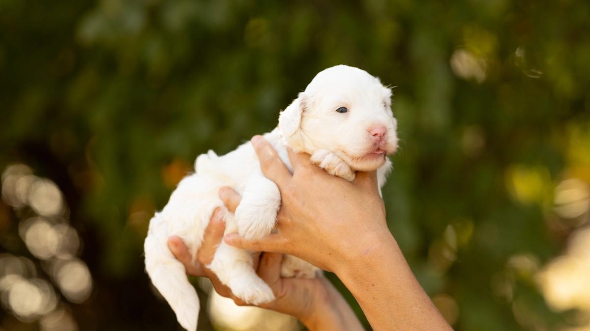 Bernedoodle Blanc