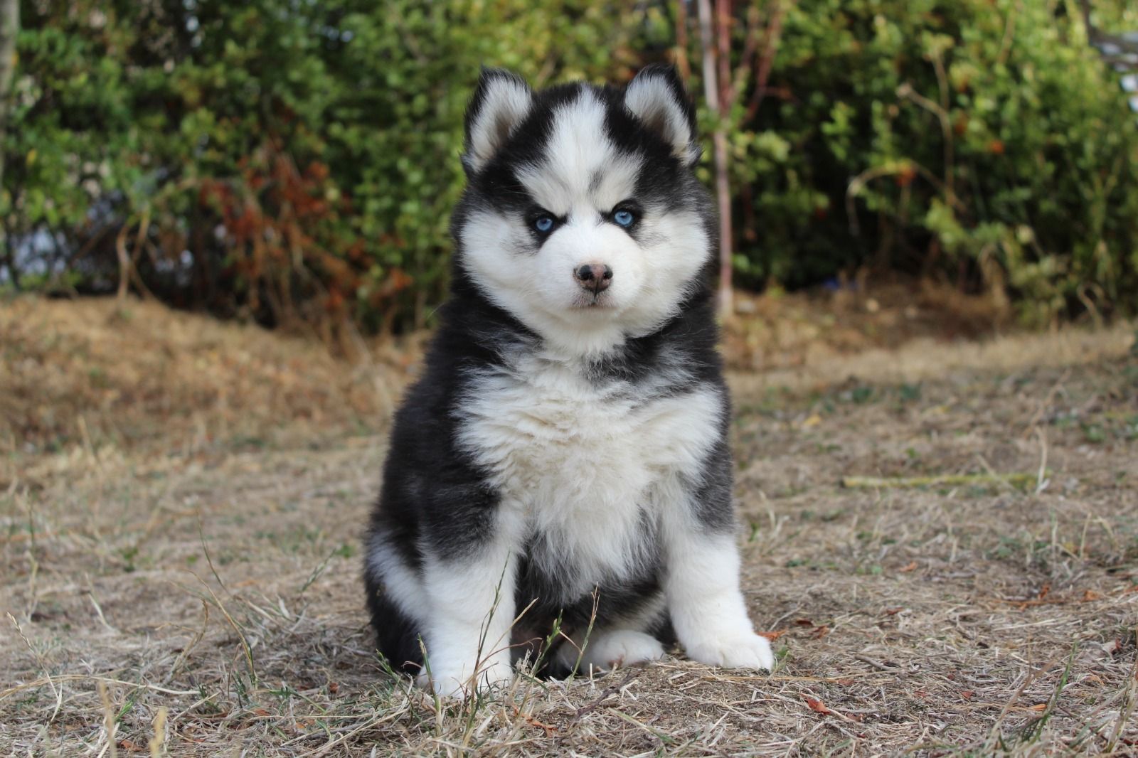 BOBBY, chiot Pomsky mâle au pelage noir et blanc