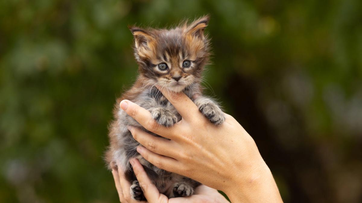 Billy, chaton Maine Coon femelle au pelage brown