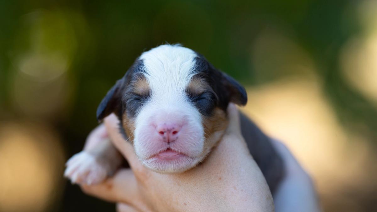 Milo, chiot mâle medium au pelage bleu merle