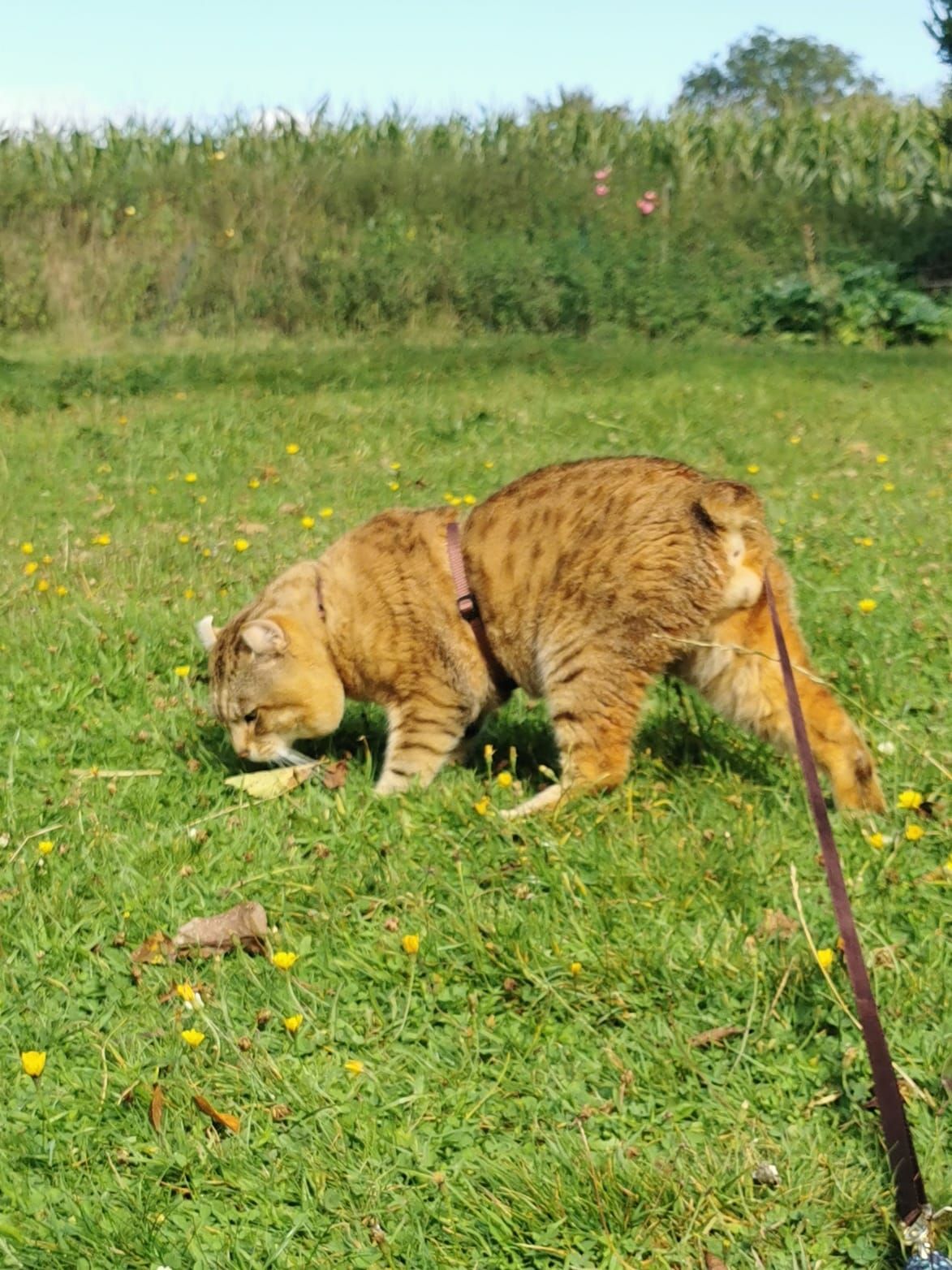 Simba, Highland Lynx mâle reproducteur