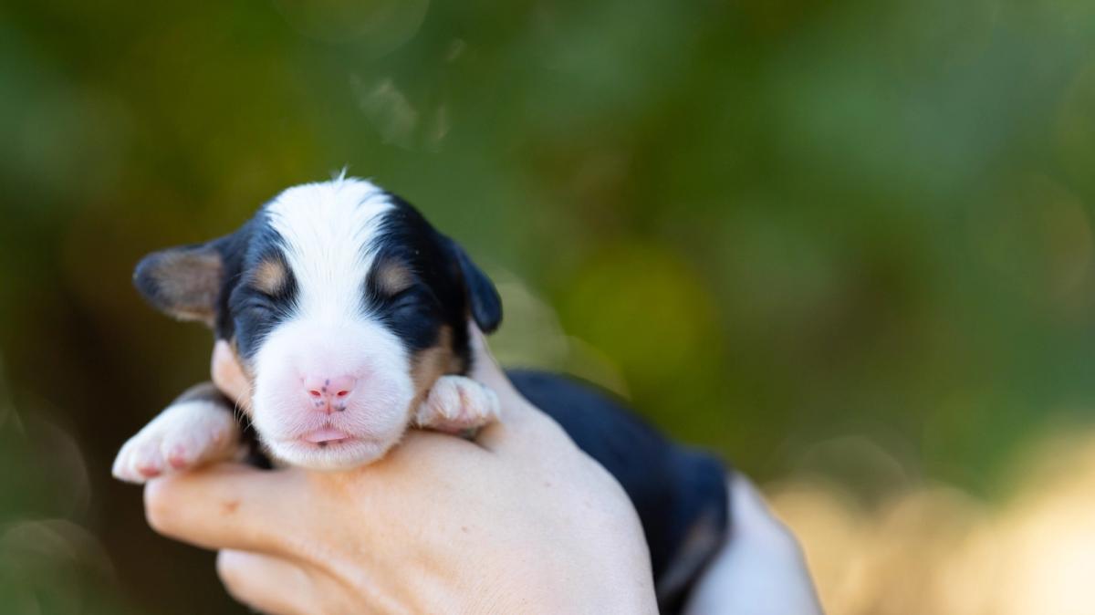Rio, chiot mâle medium au pelage noir tricolore