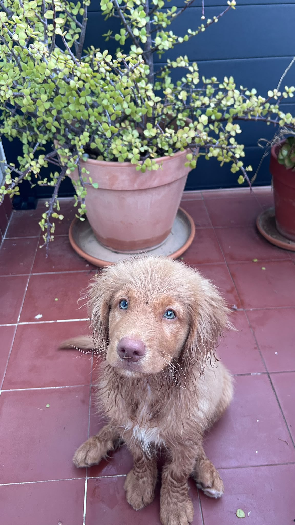 Portée 2026, chiots Retriever de la Nouvelle-Écosse, naissance prévue le 26 octobre 2026