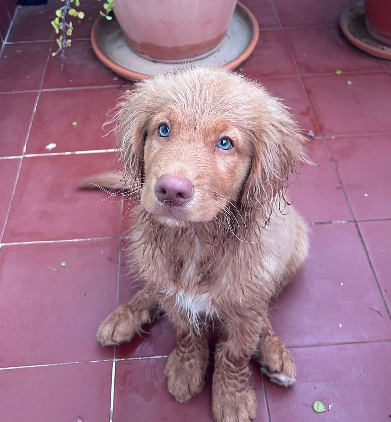 Portée 2026, chiots Retriever de la Nouvelle-Écosse, naissance prévue le 26 octobre 2026
