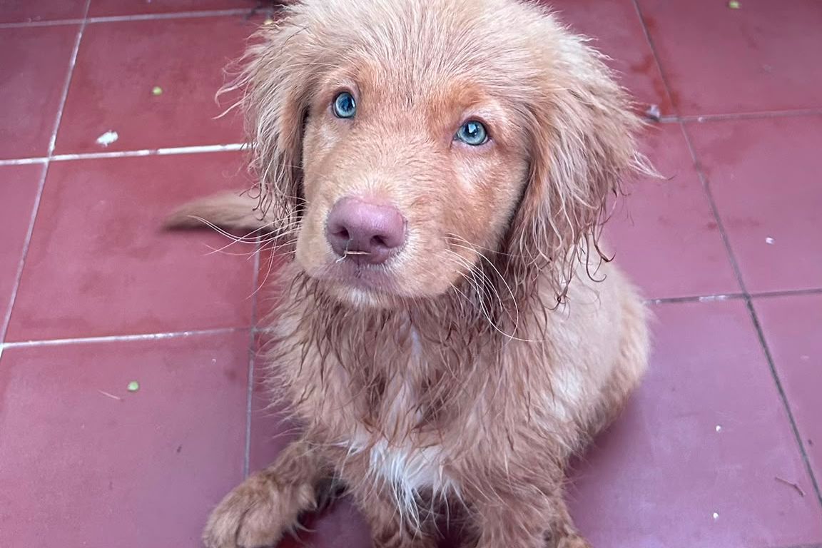 Portée 2026, chiots Retriever de la Nouvelle-Écosse, naissance prévue le 26 octobre 2026