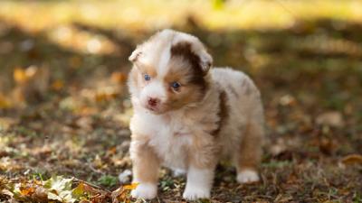 Bailey, chiot Berger Américain Miniature femelle berger australien toy au pelage rouge merle