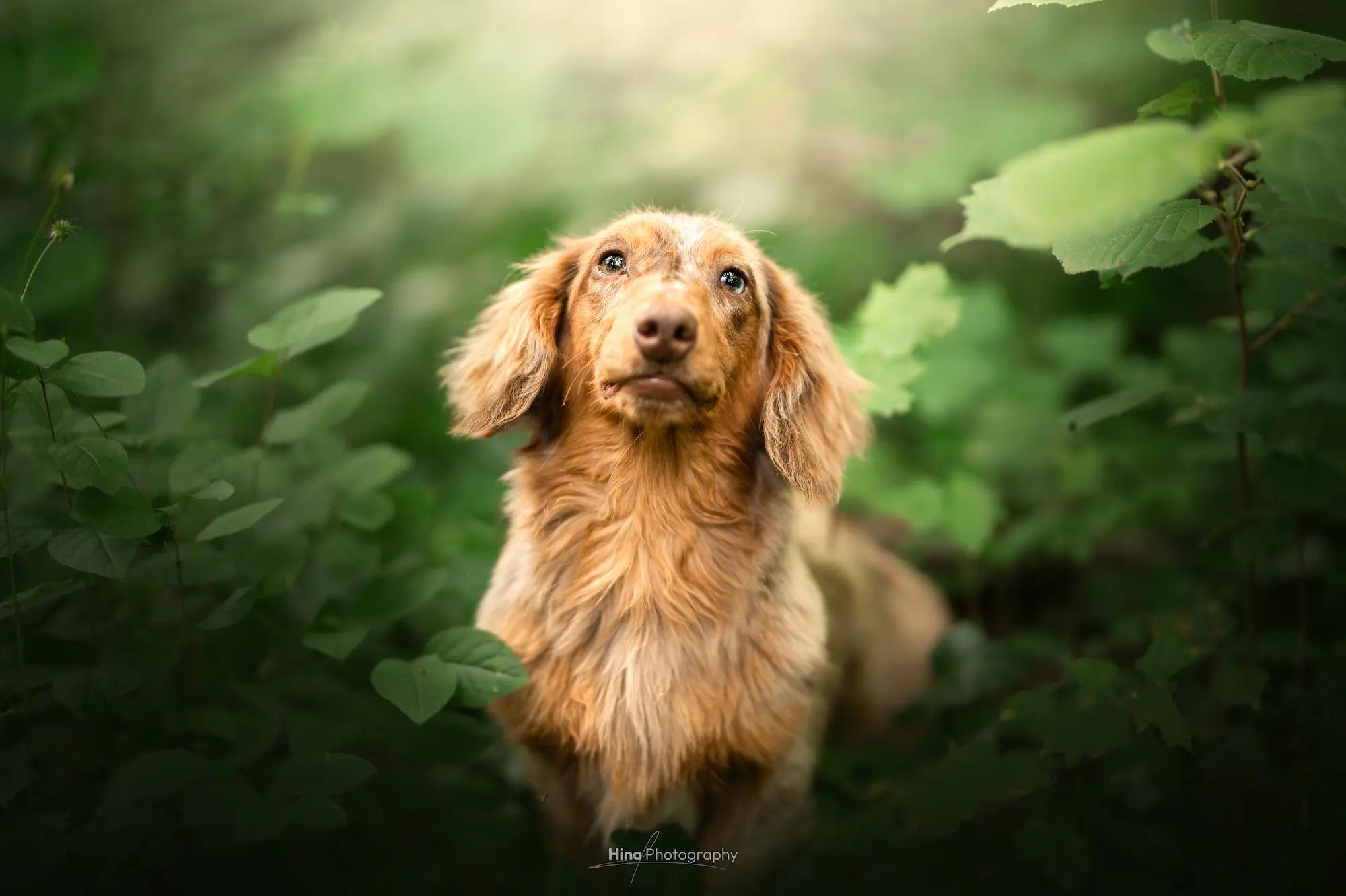 Chiots teckels crème et arlequin dans leur espace de vie, La Crème des Teckels