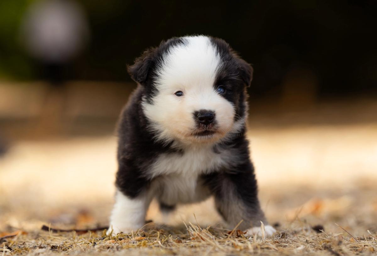 Buck, chiot Berger Américain Miniature mâle miniature au pelage noir tricolore