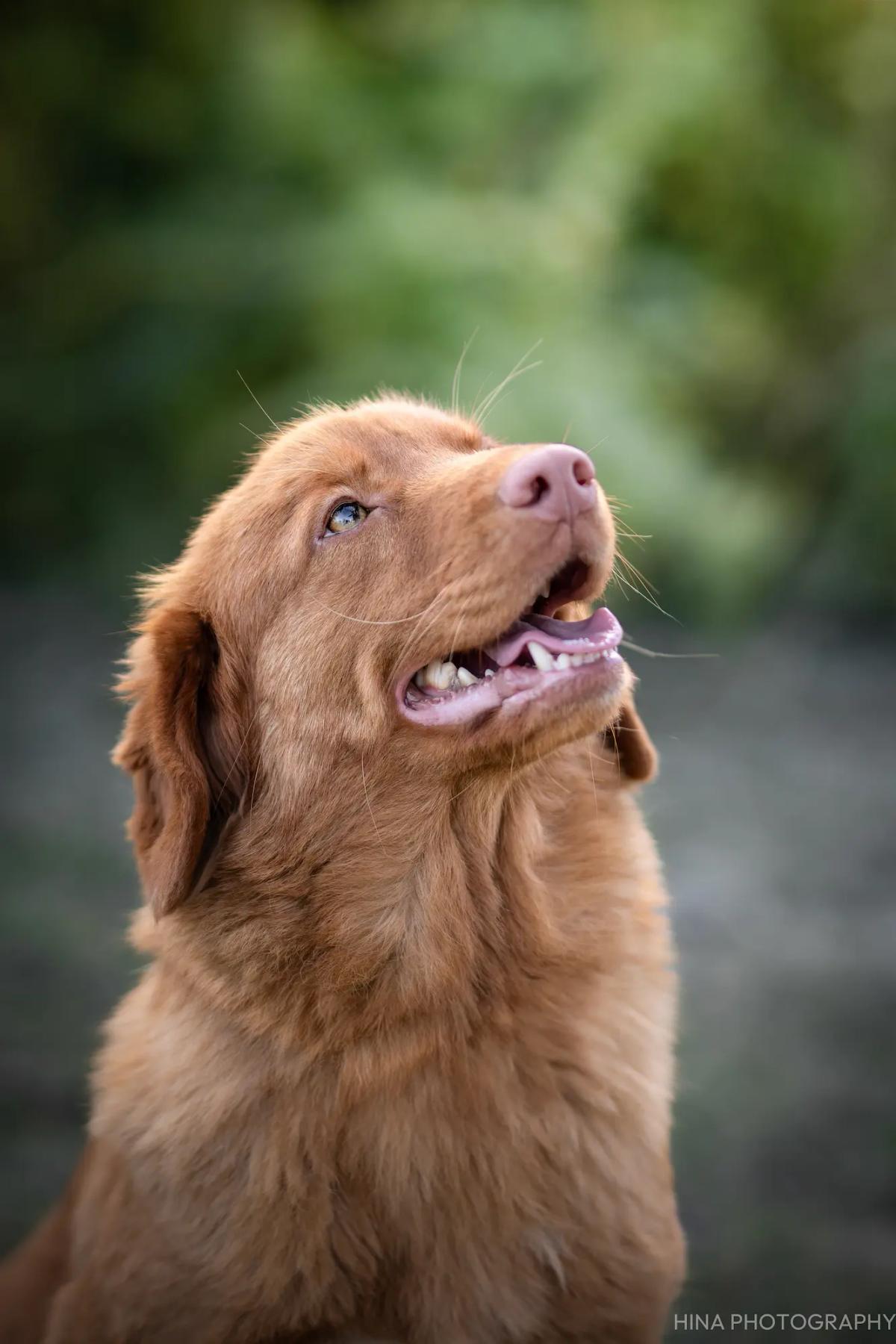Rowena, femelle retriever de la Nouvelle-Écosse au pelage roux, assise dans un jardin