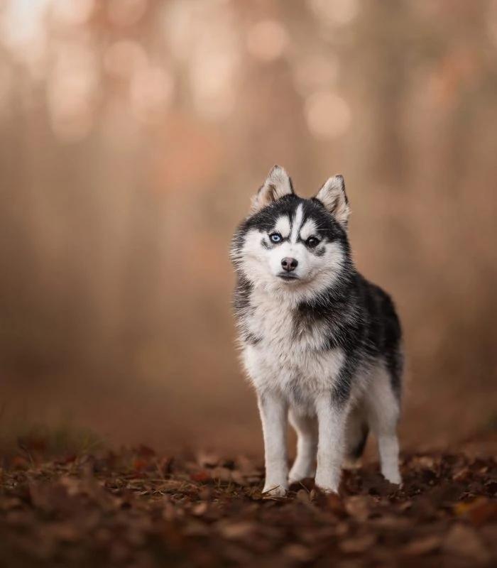Cricket, a female Pomsky at the Royaume des Galopins kennel