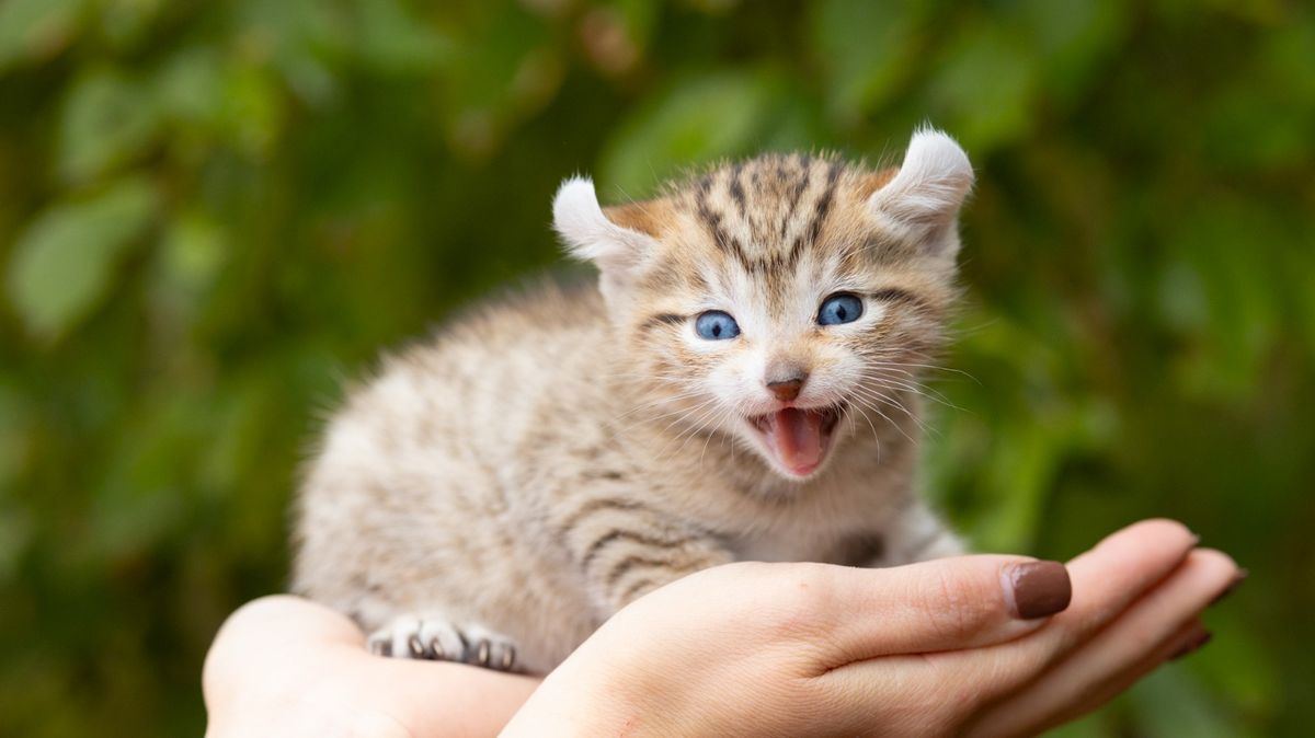 Whisser, chaton Highland Lynx mâle au pelage brown spotted tabby - yeux bleus - poly - queue courte