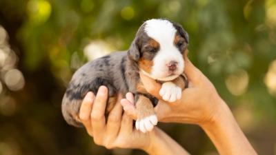 Bernedoodle Medium