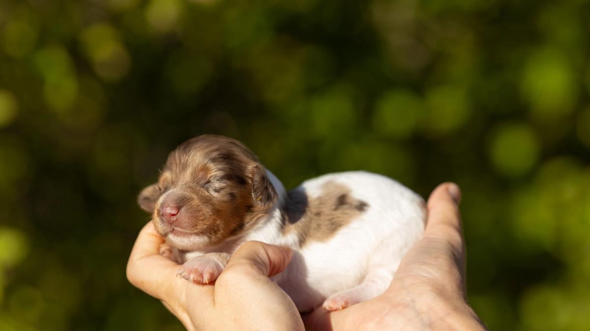 Béryl, chiot femelle miniature au pelage pieblald arlequin