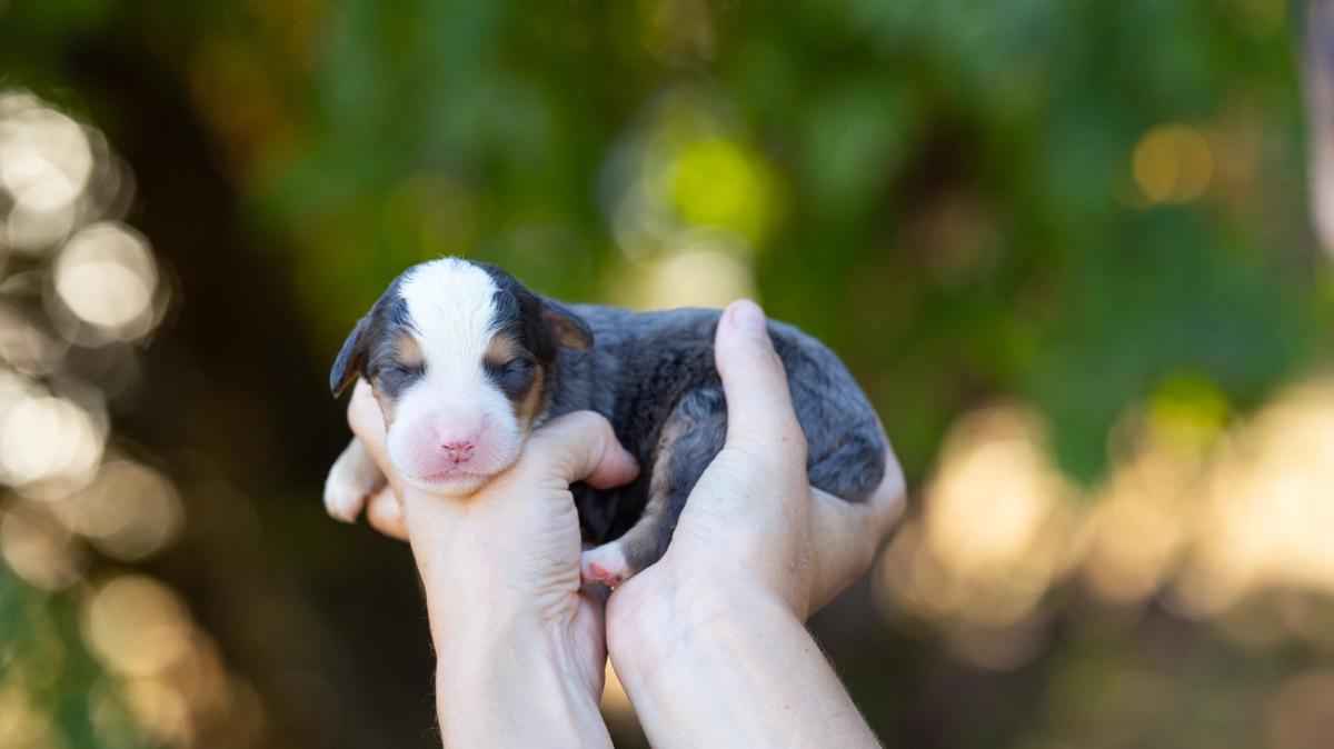 Blue, chiot mâle medium au pelage bleu merle