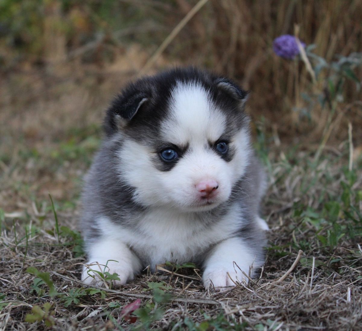 BASIL, chiot mâle au pelage gris loup et blanc
