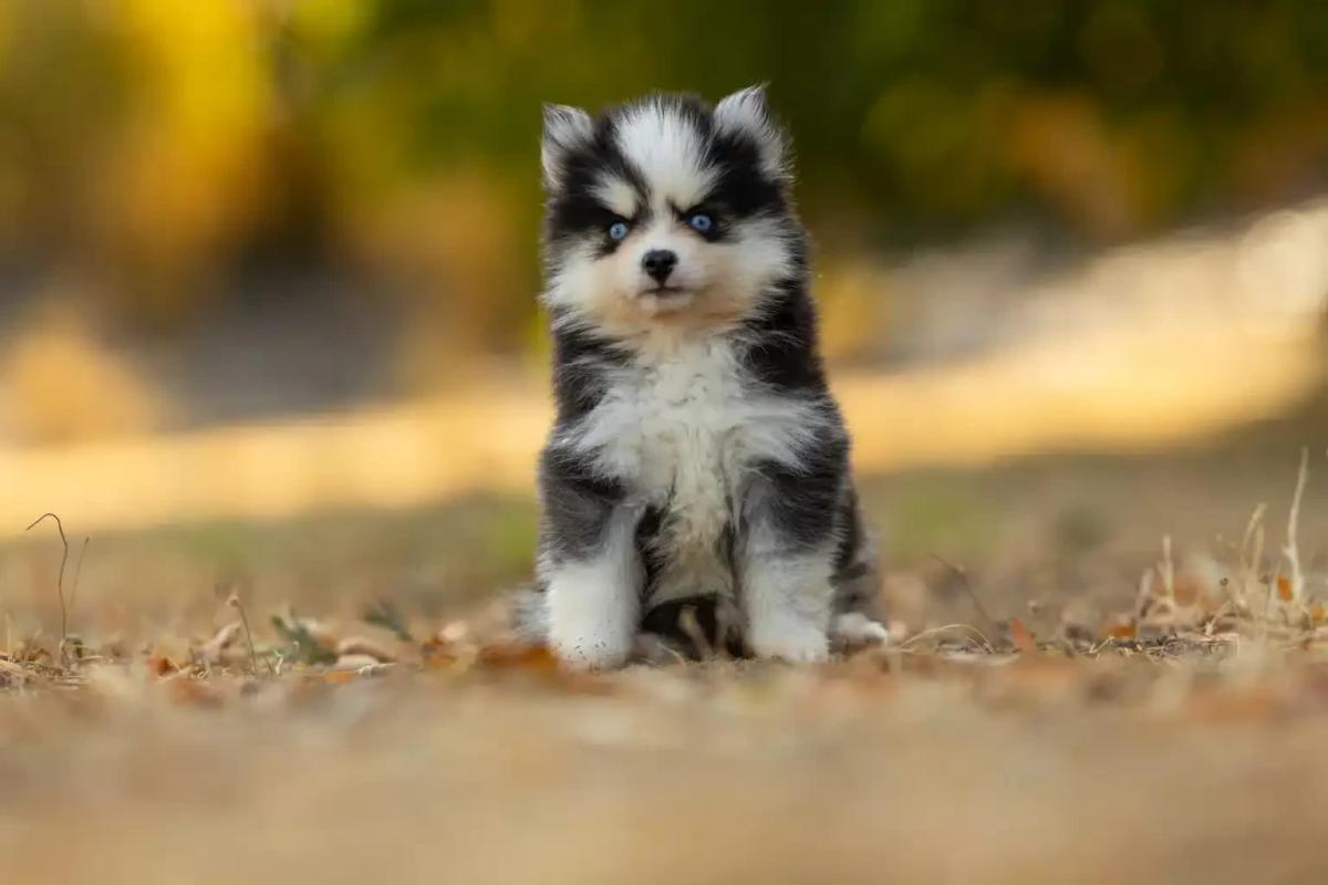 Balto, chiot Berger Américain Miniature mâle au pelage rouge tricolore et yeux verts