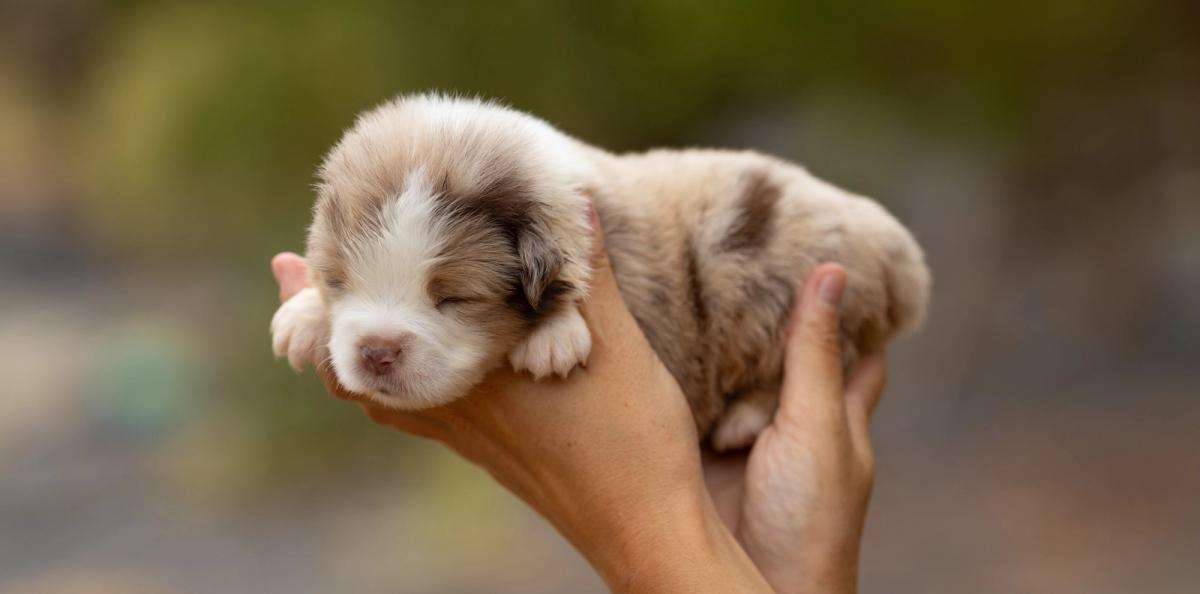 Bronx, chiot Berger Américain Miniature mâle miniature au pelage rouge merle