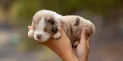 Bronx, chiot Berger Américain Miniature mâle miniature au pelage rouge merle