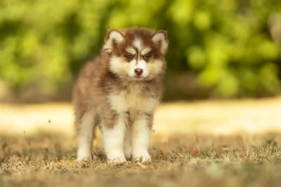 Bambou, chiot Pomsky mâle Standard au pelage chocolat et blanc