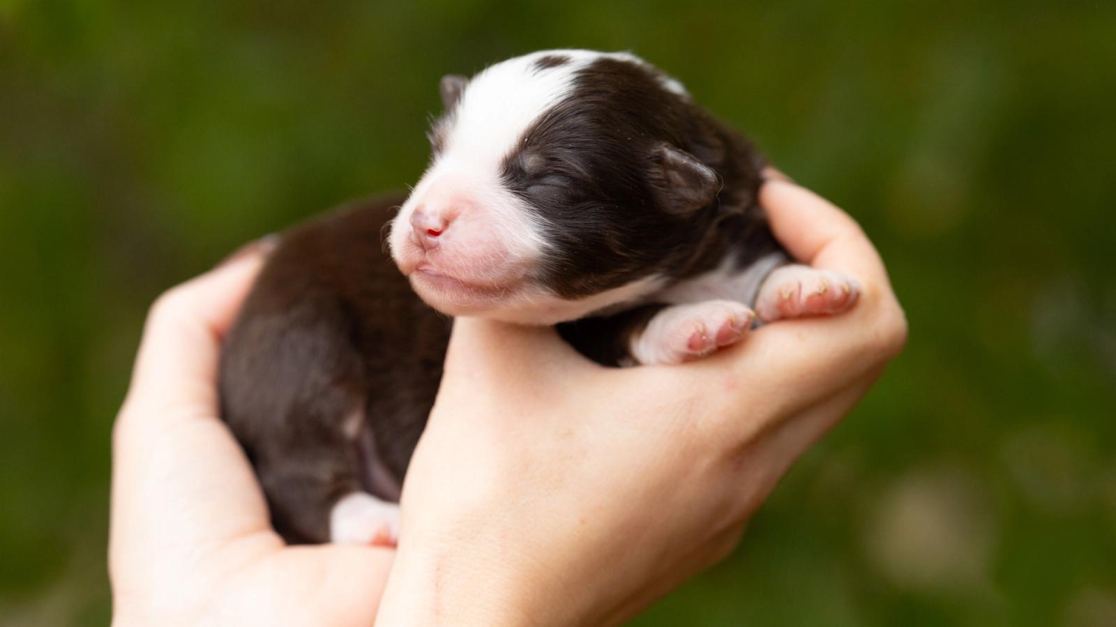Bronx, chiot Berger Américain Miniature mâle miniature au pelage rouge tricolore