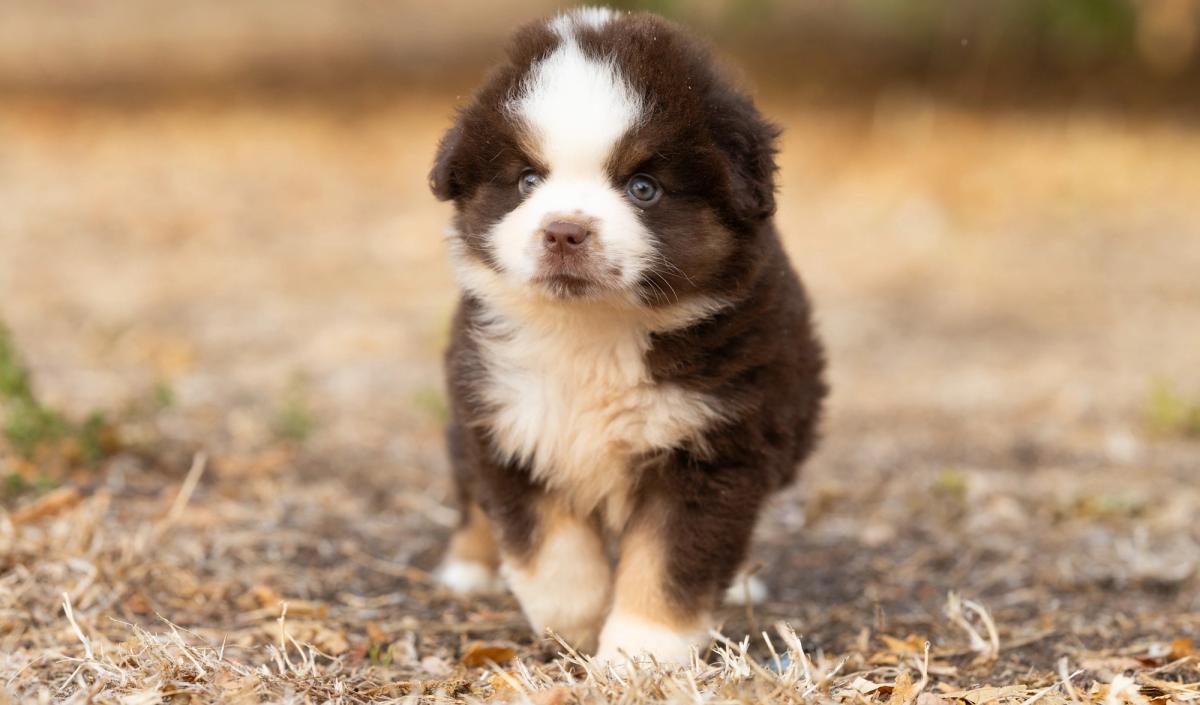 Bear, miniature male Miniature American Shepherd puppy with a red tricolour coat