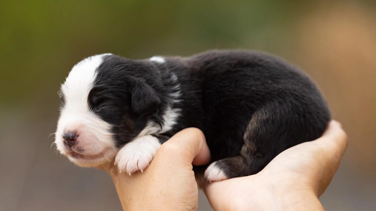 Bohème, chiot mâle miniature au pelage noir tricolore