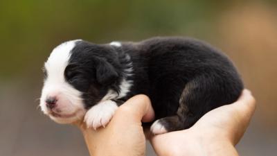 Bohème, chiot mâle miniature au pelage noir tricolore