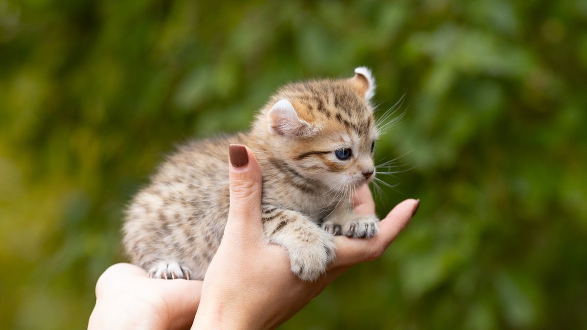 Jewel, chaton Highland Lynx mâle au pelage brown spotted tabby - yeux bleus - poly - queue longue