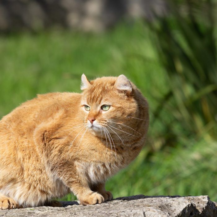 Simba, mâle Highland Lynx Cinnamon au pelage doré