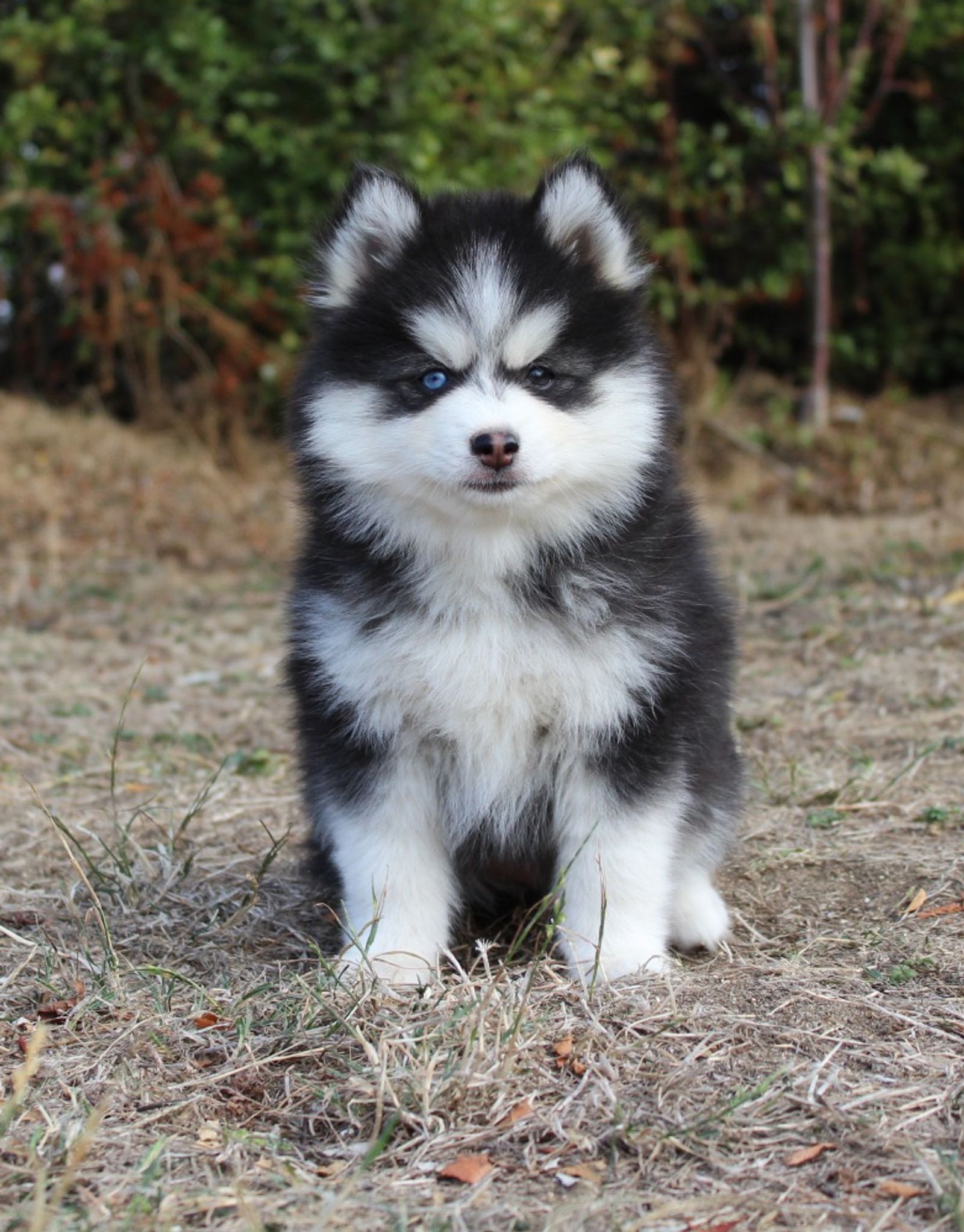 Belle, chiot Pomsky femelle au pelage noir et blanc