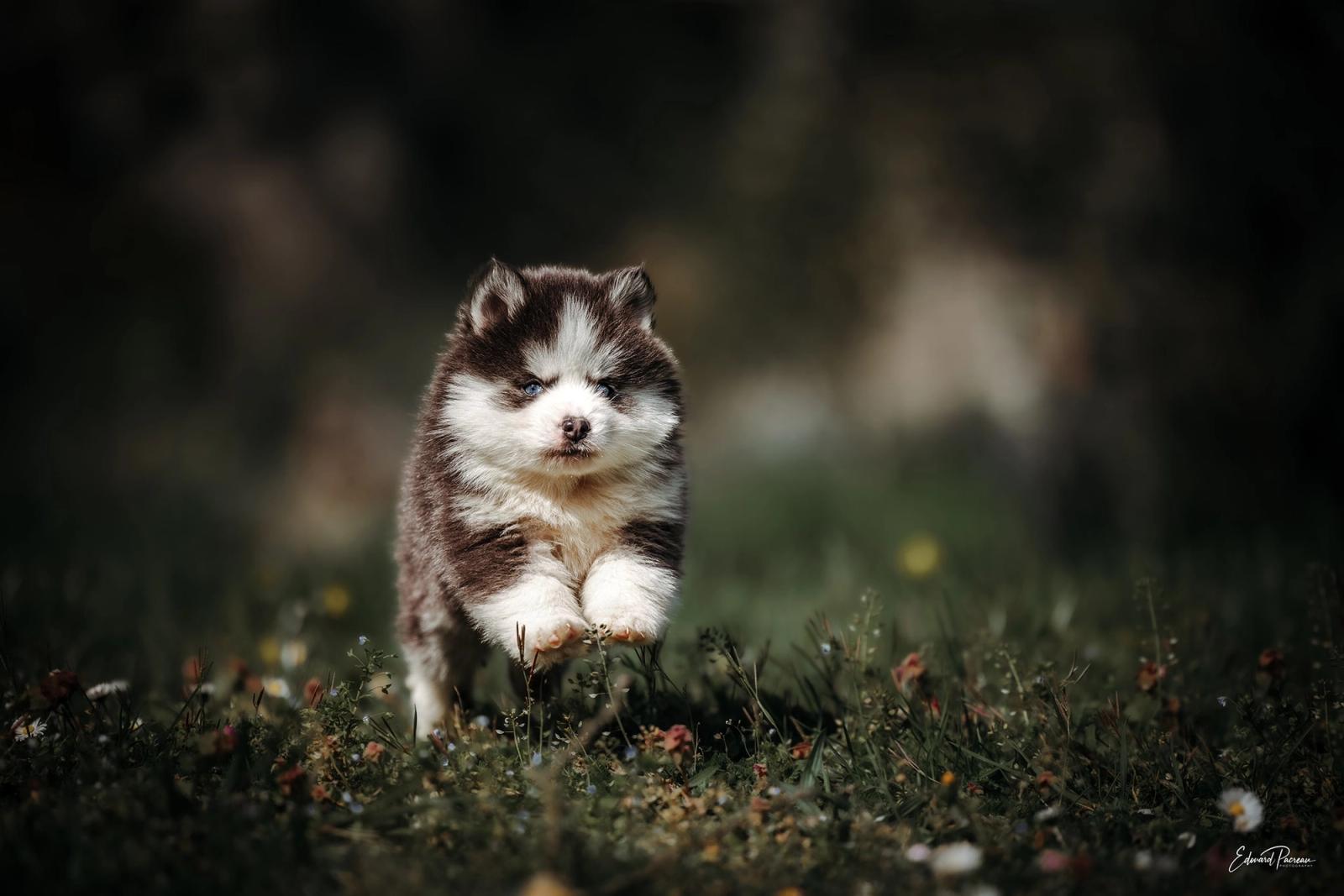 Chiots Pomsky jouant ensemble en extérieur, élevage Royaume des Galopins