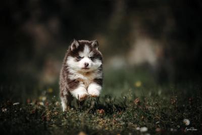 Chiots Pomsky jouant ensemble en extérieur, élevage Royaume des Galopins
