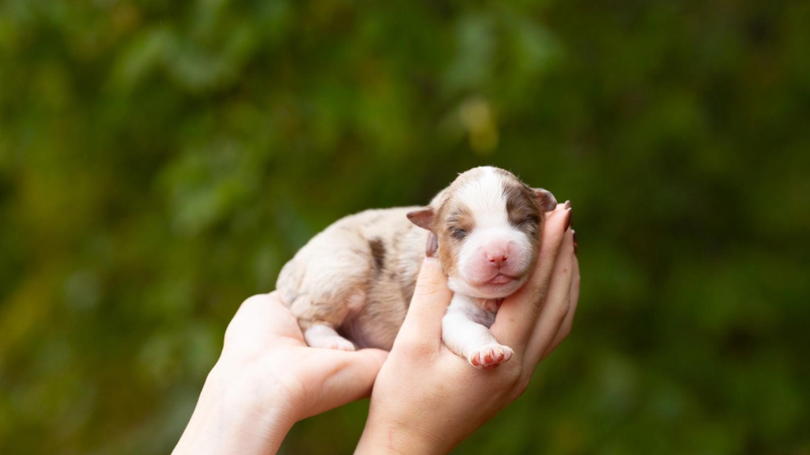 Butter, chiot Berger Américain Miniature mâle miniature au pelage rouge merle