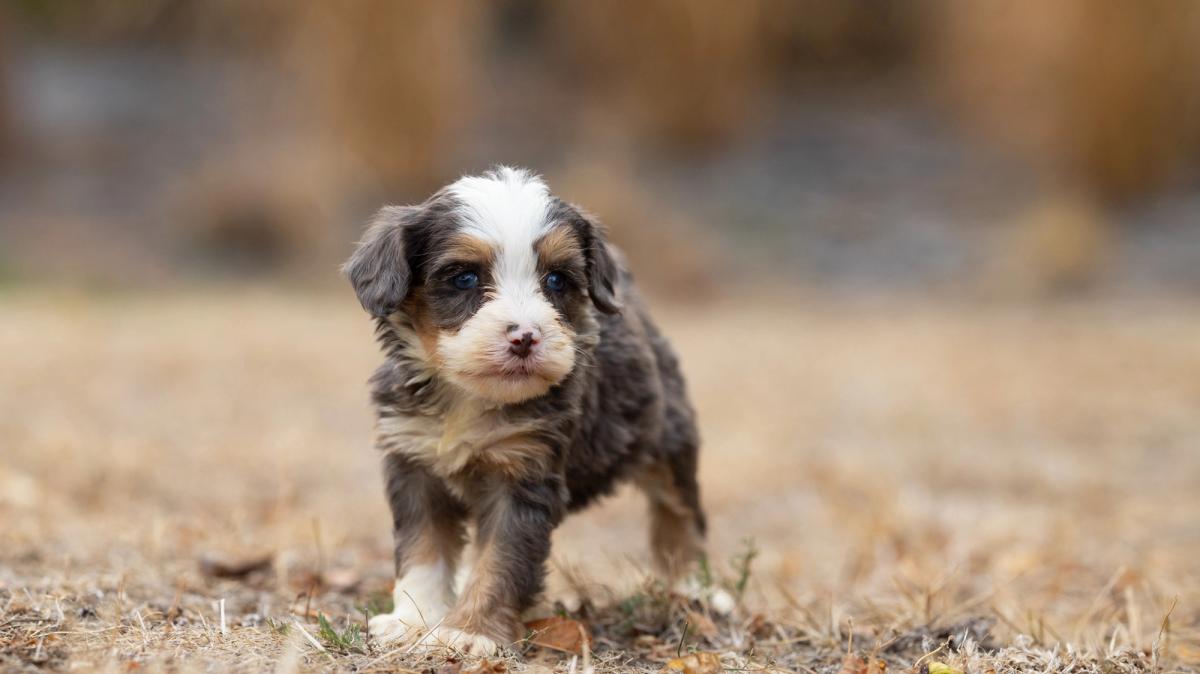 Babeth, chiot Bernedoodle femelle miniature au pelage bleu merle